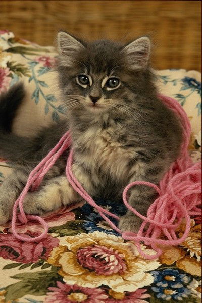 ***fakti4Eski Tvoya***