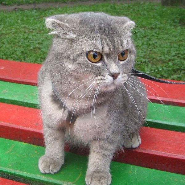 Бездомный Кошачок