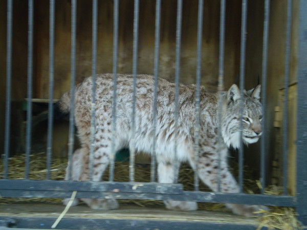 Алексей Смыслова