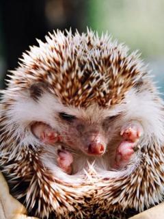 Vitamin Стрельцов