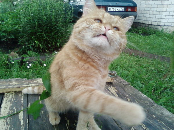 Владимир Михайлов