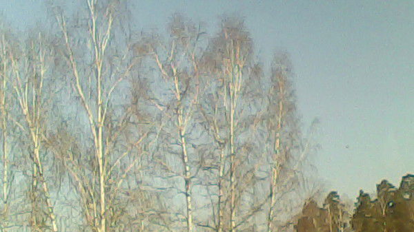 Алина Саморукова