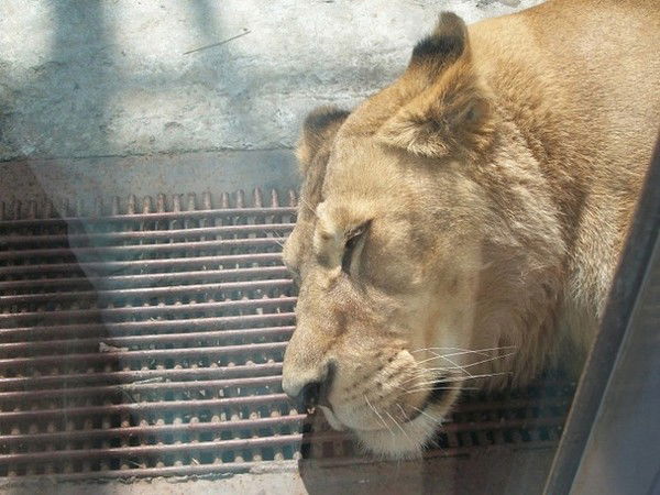 Анатолий Гоголев