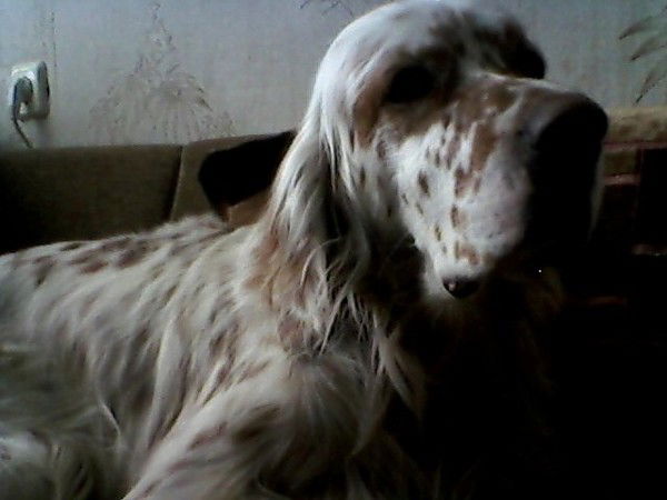 Дмитрий Соболев