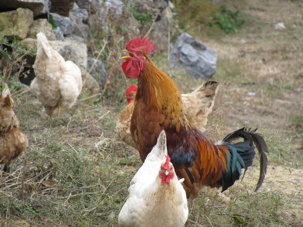 Леонид Дидук