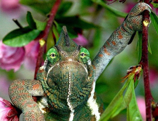 Сергей Хохлов