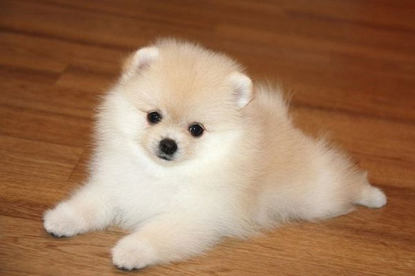 Светлана Частикова