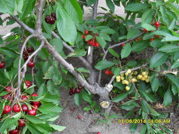 Валентина Резникова