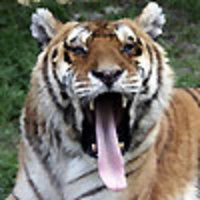 Игорь Митрофанов