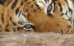 Куралай Канахина