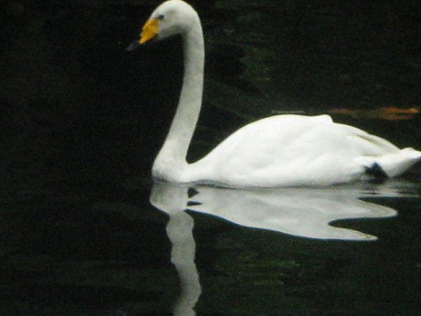 Венера Галеева