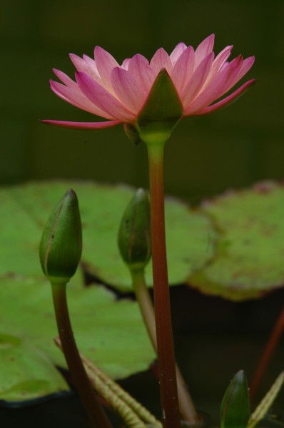 Любовь Герасимова