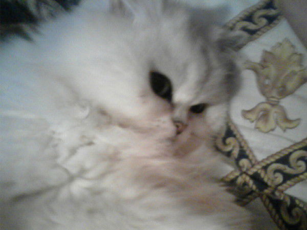 Оксана Колесникова