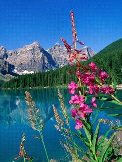 Елена Елена