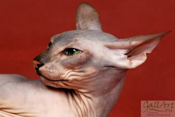 Вадим Шерехов