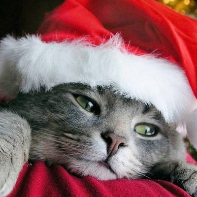 Антон Приятный