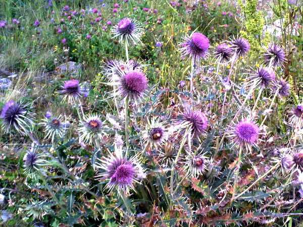 Наталья Семенова