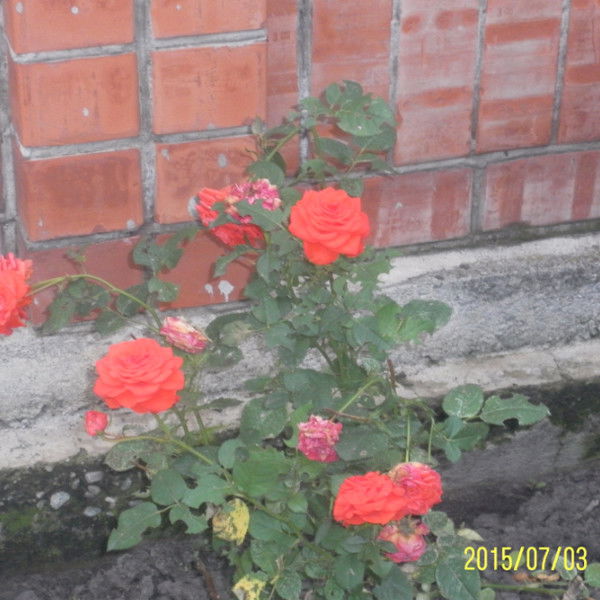 Лидия Туманова