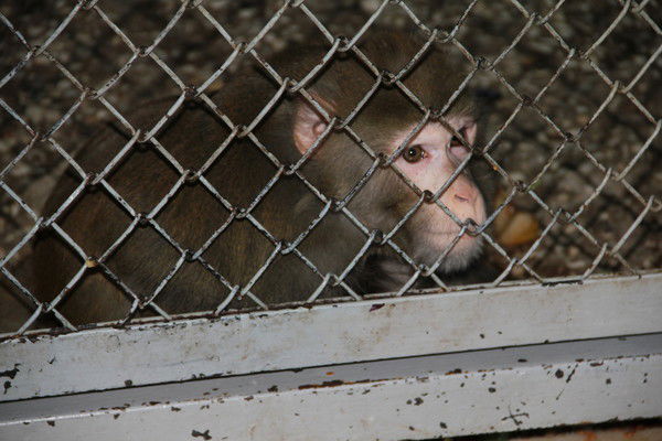 Николай Мартышкин