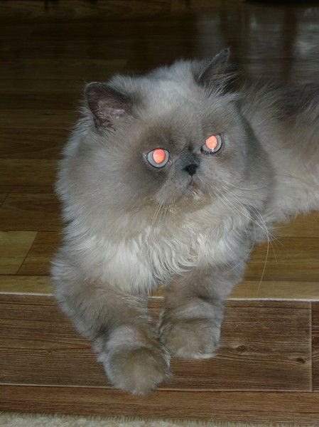 Дмитрий Корюхов