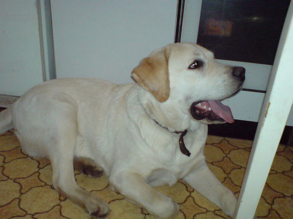 Александр Фесенко