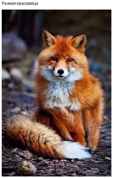 ♥˙˙·٠•●Чудо В Кедах●•٠·˙˙♥