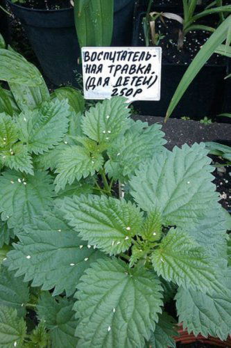 Тимофей Фёдоров