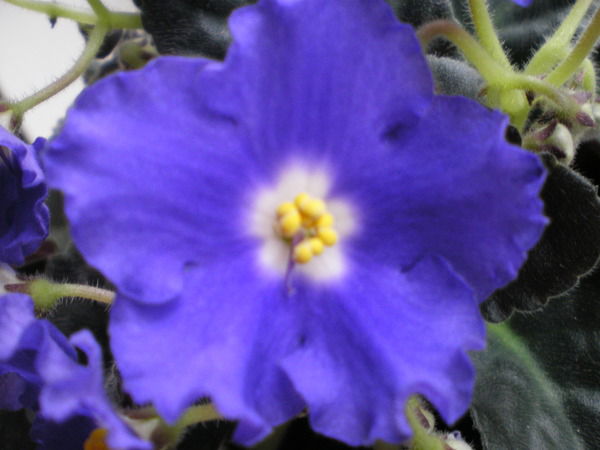 Марина Соболева