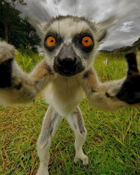 Светлана Митрофанова