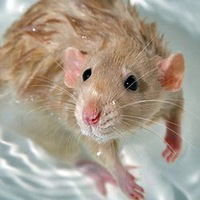 Анастасия Иванова