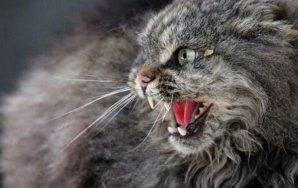 Ирина Арефьева