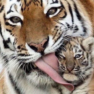 Евгения Круподерова