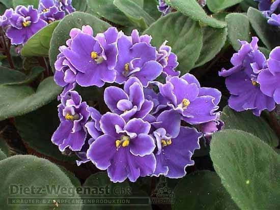 Нурбике Ермекбаева