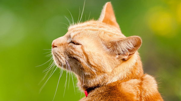 Мария Айкашева