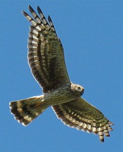 Сапсан Сапсан