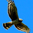 Сапсан Сапсан