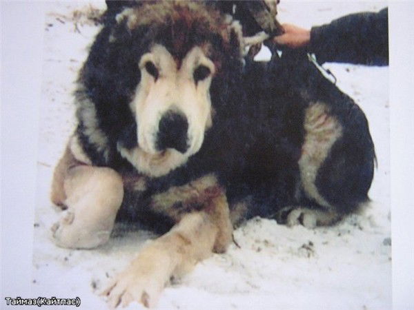 Адиль Кожахметов