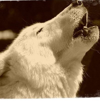 Леонид Шенкнехт