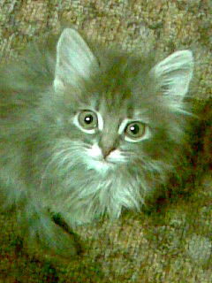 Гузелия Арбузова