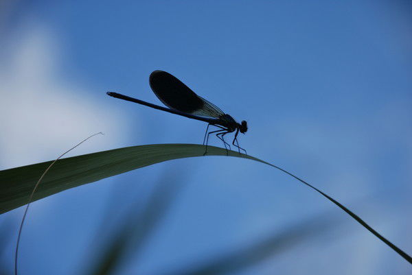 Максим Талан