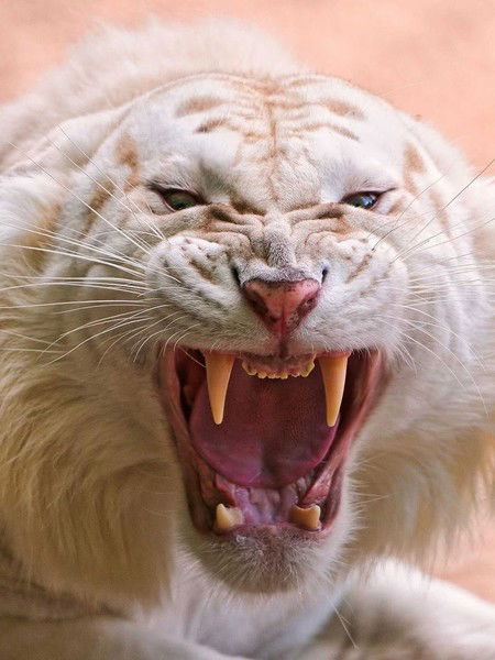 Ренат Султанов