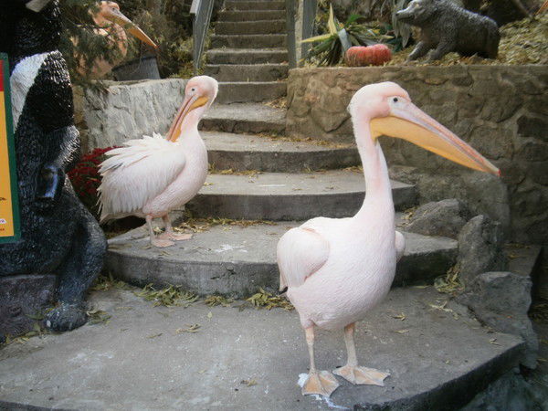 Иришка Мозговая