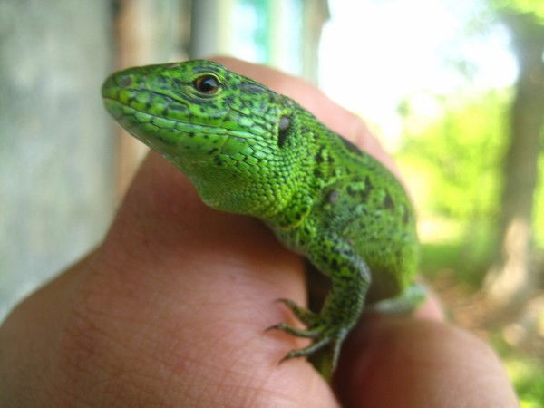 Сергей Путинцев