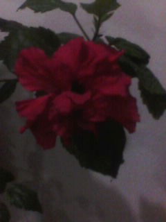 Юля Гогоренко