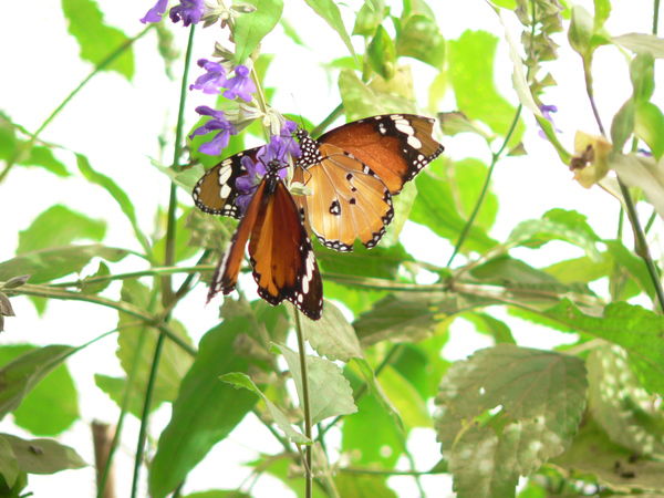 Ирина Родина