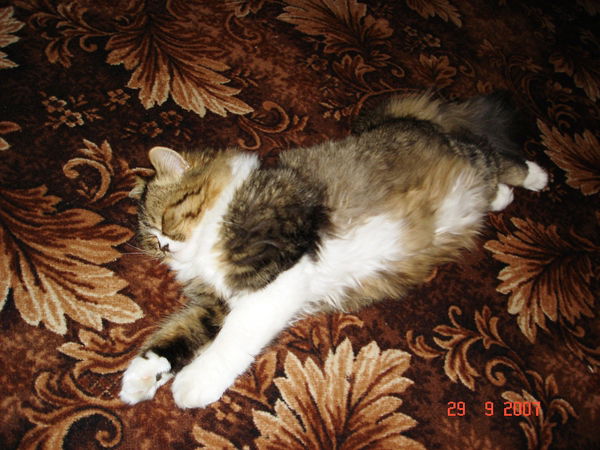 Александр Ровенко