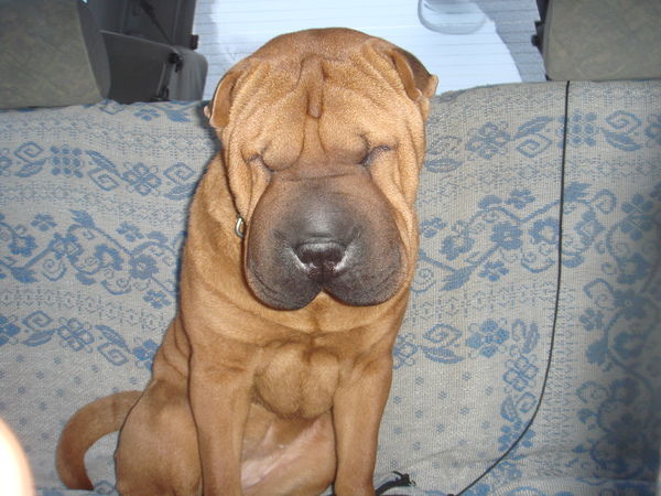 Богдан Гуцол