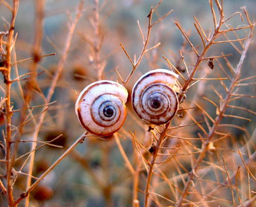 Галина Александрова