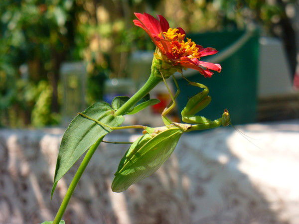 Галина Соловьева