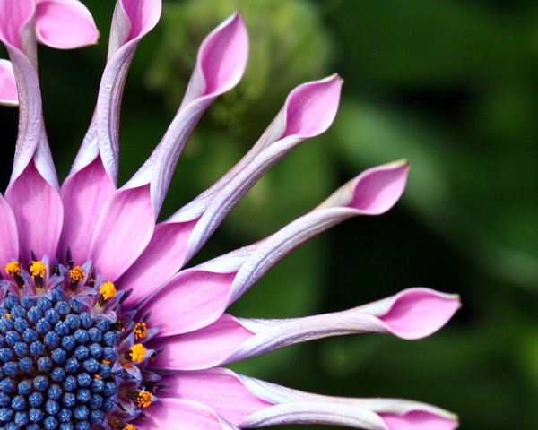 Анник Перпелюкова